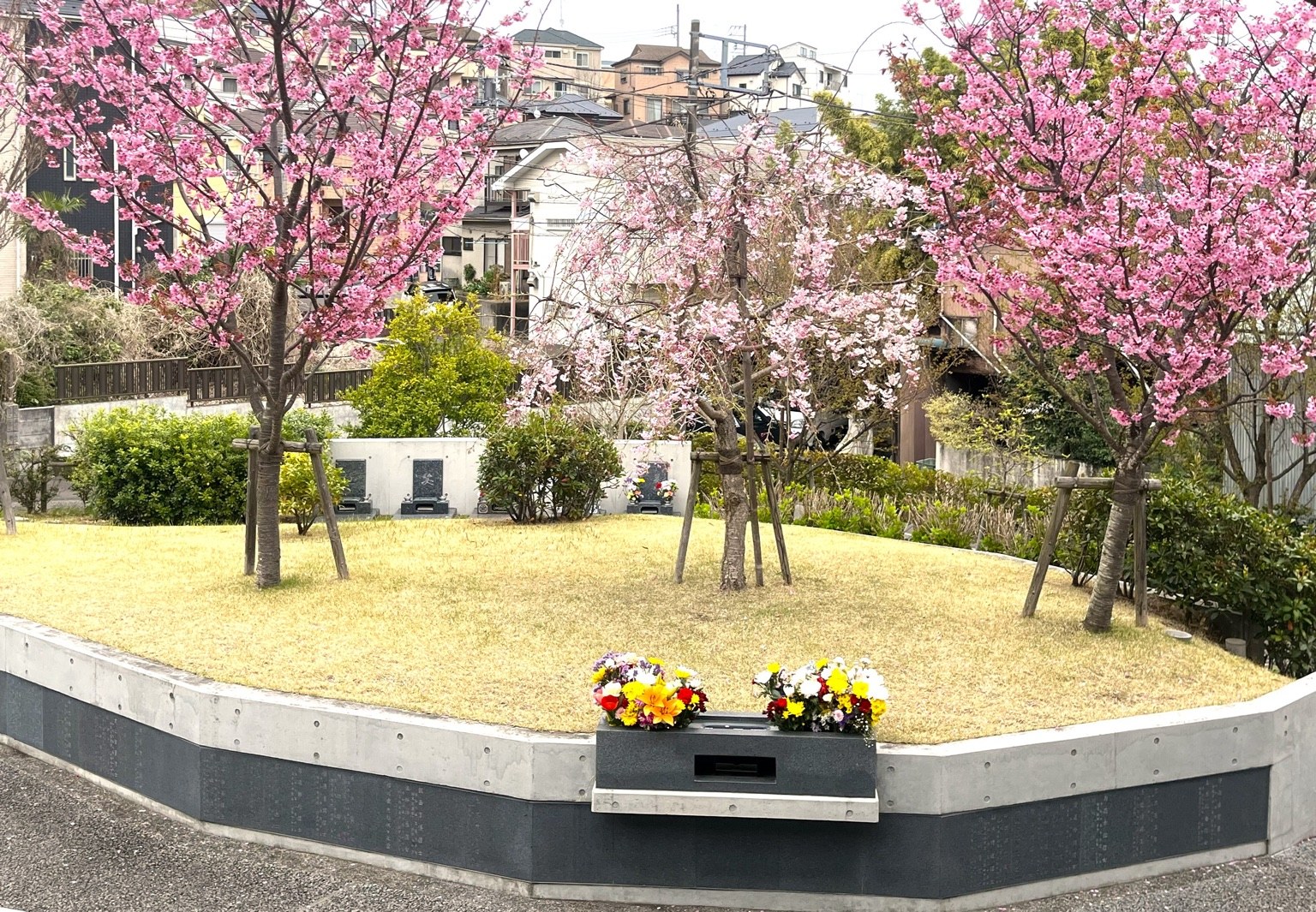 桜の季節