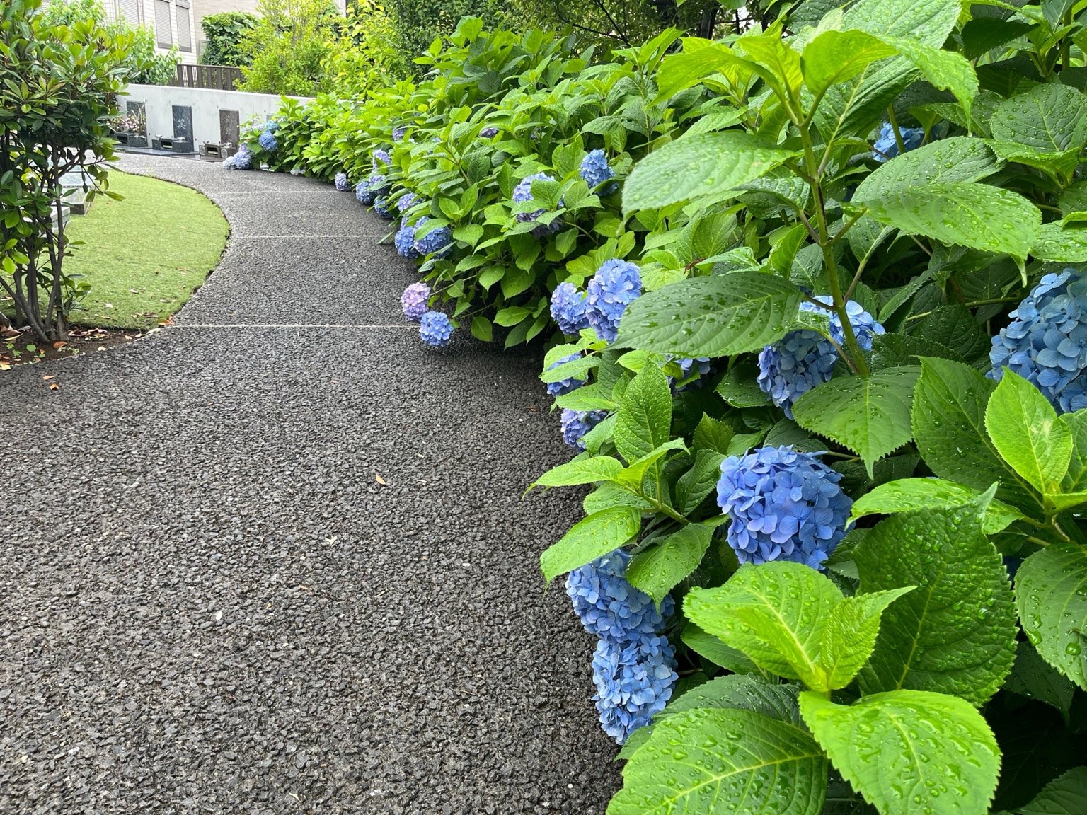 紫陽花の季節